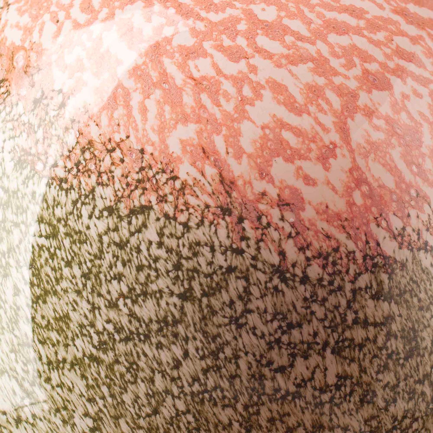 Evergreen Blush